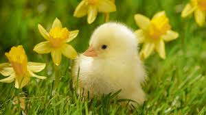 Spring Newsletter