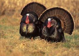 Let's talk turkey